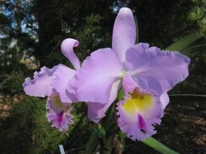 Rhyncholaeliocattleya Pamela Hetherington