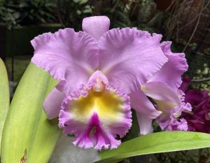 Rhyncholaeliocattleya Pamela Hetherington