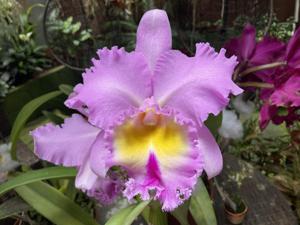 Rhyncholaeliocattleya Pamela Hetherington