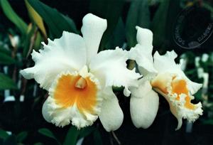 Rhyncholaeliocattleya Ranger Six