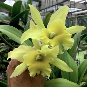 Rhyncholaeliocattleya Ports of Paradise