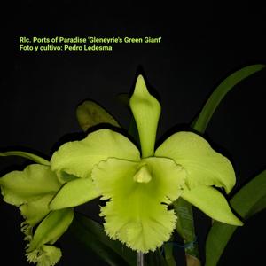 Rhyncholaeliocattleya Ports of Paradise