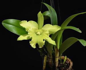 Rhyncholaeliocattleya Ports of Paradise