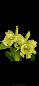 Rhyncholaeliocattleya Ports of Paradise