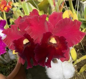 Rhyncholaeliocattleya Rugeley's Mill