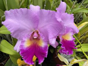 Rhyncholaeliocattleya Rose Whisper