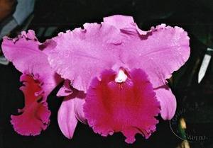 Rhyncholaeliocattleya South Ghyll