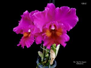 Rhyncholaeliocattleya Tab Tim Sayam