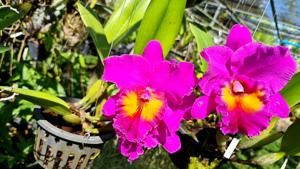 Rhyncholaeliocattleya Tab Tim Sayam