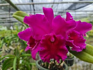 Rhyncholaeliocattleya Tab Tim Sayam