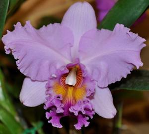 Rhyncholaeliocattleya Sylvia Fry