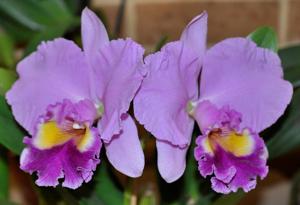 Rhyncholaeliocattleya Sylvia Fry