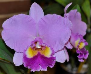 Rhyncholaeliocattleya Sylvia Fry