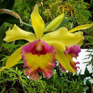 Rhyncholaeliocattleya Summer Fantasy