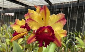 Rhyncholaeliocattleya Toshie Aoki