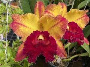 Rhyncholaeliocattleya Toshie Aoki