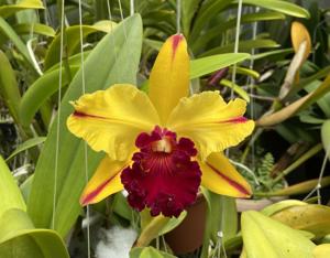 Rhyncholaeliocattleya Toshie Aoki