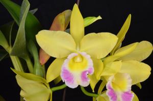 Rhyncholaeliocattleya Vicky Gold