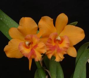 Rhyncholaeliocattleya Udom Gold