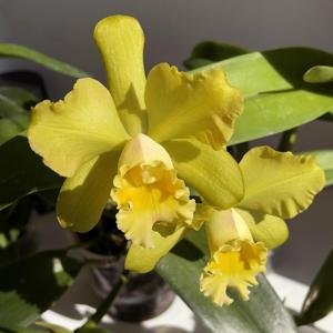 Rhyncholaeliocattleya Waikiki Gold