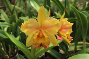 Rhyncholaeliocattleya Waikiki Gold