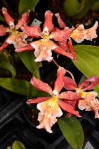 Oncidopsis Living Fire