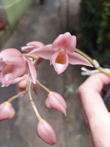 Clowesetum Pink Lemonade