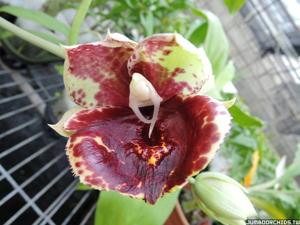 Catasetum Susan Fuchs