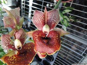 Catasetum Susan Fuchs