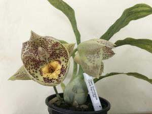 Catasetum Orchidglade