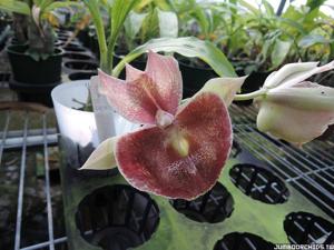 Catasetum Orchidglade