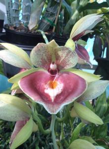 Catasetum Orchidglade