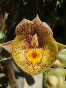 Catasetum Orchidglade