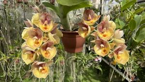 Catasetum Orchidglade