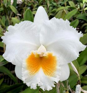 Cattleya Bow Bells