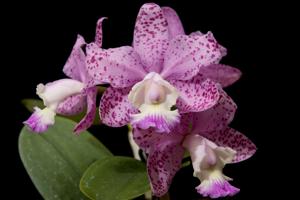 Cattleya Brabantiae