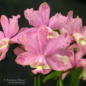 Cattleya Brabantiae