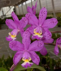 Cattleya Brabantiae