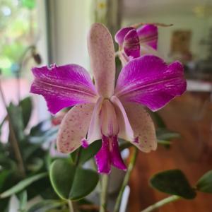 Cattleya Brabantiae