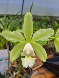 Cattleya Brabantiae