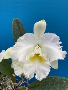 Cattleya Bob Betts