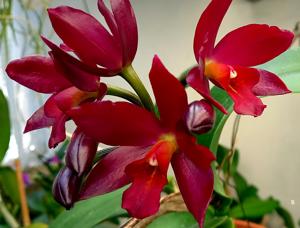 Cattlianthe Chocolate Drop