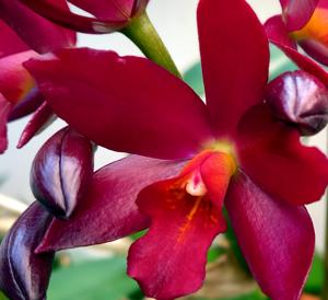 Cattlianthe Chocolate Drop