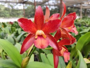 Cattlianthe Chocolate Drop