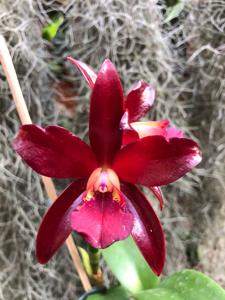 Cattlianthe Chocolate Drop