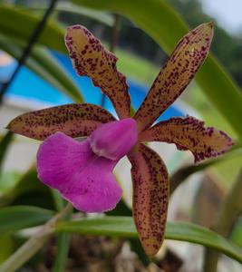 Cattleya Fascelis