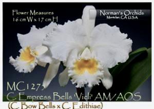 Cattleya Empress Bells