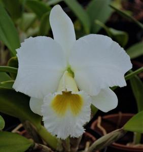 Cattleya Esbetts