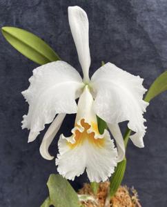 Cattleya Edithiae