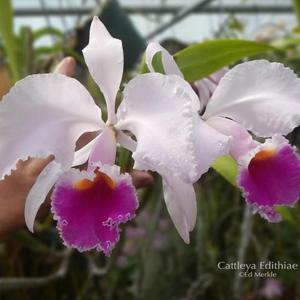 Cattleya Edithiae